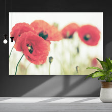 Lade das Bild in den Galerie-Viewer, Aluminiumbild Leuchtend rote Mohnblumen im sanften Morgenlicht Querformat