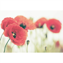 Lade das Bild in den Galerie-Viewer, Aluminiumbild Leuchtend rote Mohnblumen im sanften Morgenlicht Querformat