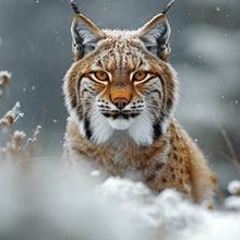 Lade das Bild in den Galerie-Viewer, Spannrahmenbild Luchs im verschneiten Winterwald Quadrat