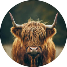 Lade das Bild in den Galerie-Viewer, Aluminiumbild gebürstet Majestätisches Hochlandrind im Naturambiente Kreis
