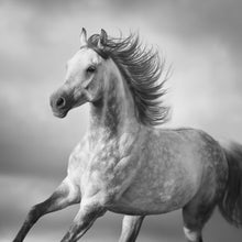 Lade das Bild in den Galerie-Viewer, Aluminiumbild Majestätisches Pferdeportrait in Bewegung Quadrat