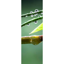Lade das Bild in den Galerie-Viewer, Poster Natur Bambus mit Wasser Tropfen Panorama Hoch