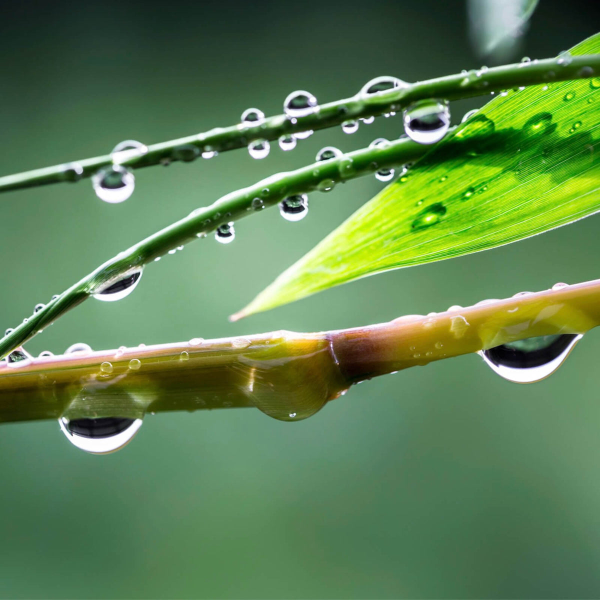 Leinwandbild Natur Bambus mit Wasser Tropfen im Quadrat, Aufhängefertig &  Versandkostenfrei – Wandguru