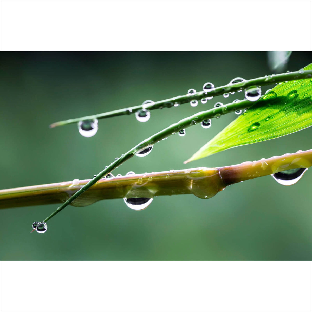Aluminiumbild Natur Bambus mit Wasser Tropfen im Querformat, Aufhängefertig  & Versandkostenfrei – Wandguru