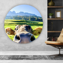Lade das Bild in den Galerie-Viewer, Aluminiumbild Neugierige Kuh auf grüner Wiese vor Berglandschaft Kreis