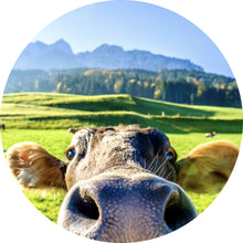 Lade das Bild in den Galerie-Viewer, Aluminiumbild gebürstet Neugierige Kuh auf grüner Wiese vor Berglandschaft Kreis