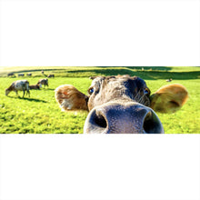 Lade das Bild in den Galerie-Viewer, Acrylglasbild Neugierige Kuh auf grüner Wiese vor Berglandschaft Panorama