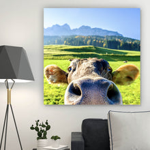 Lade das Bild in den Galerie-Viewer, Aluminiumbild gebürstet Neugierige Kuh auf grüner Wiese vor Berglandschaft Quadrat