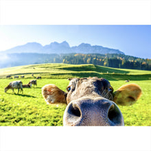 Lade das Bild in den Galerie-Viewer, Aluminiumbild Neugierige Kuh auf grüner Wiese vor Berglandschaft Querformat