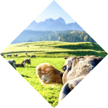 Lade das Bild in den Galerie-Viewer, Aluminiumbild gebürstet Neugierige Kuh auf grüner Wiese vor Berglandschaft Raute