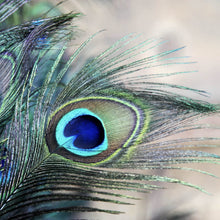 Lade das Bild in den Galerie-Viewer, Acrylglasbild Pfau Feder Quadrat