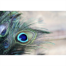 Lade das Bild in den Galerie-Viewer, Poster Pfau Feder Querformat