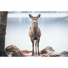 Lade das Bild in den Galerie-Viewer, Spannrahmenbild Rehe am ruhigen Seeufer betrachten Querformat