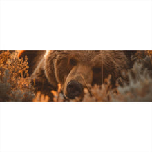 Lade das Bild in den Galerie-Viewer, Spannrahmenbild Schlafender Bär im Sonnenlicht Panorama