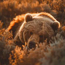 Lade das Bild in den Galerie-Viewer, Spannrahmenbild Schlafender Bär im Sonnenlicht Quadrat