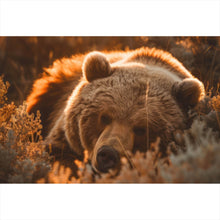 Lade das Bild in den Galerie-Viewer, Poster Schlafender Bär im Sonnenlicht Querformat
