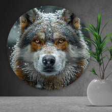 Lade das Bild in den Galerie-Viewer, Aluminiumbild gebürstet Schnee bedeckter Wolf mit intensiven Augen Kreis