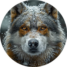 Lade das Bild in den Galerie-Viewer, Aluminiumbild Schnee bedeckter Wolf mit intensiven Augen Kreis