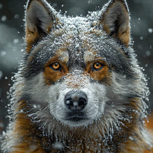 Lade das Bild in den Galerie-Viewer, Acrylglasbild Schnee bedeckter Wolf mit intensiven Augen Quadrat