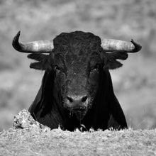 Lade das Bild in den Galerie-Viewer, Aluminiumbild Stier Schwarz Weiß Quadrat