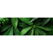 Lade das Bild in den Galerie-Viewer, Aluminiumbild Tropische Blätter mit Wassertropfen Panorama