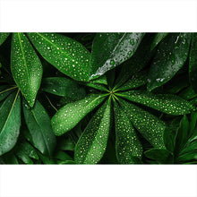 Lade das Bild in den Galerie-Viewer, Poster Tropische Blätter mit Wassertropfen Querformat