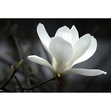 Lade das Bild in den Galerie-Viewer, Acrylglasbild Weiße Magnolie Querformat