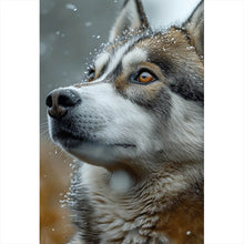 Lade das Bild in den Galerie-Viewer, Leinwandbild Wolf schaut aufmerksam im winterlichen Schneefall Hochformat