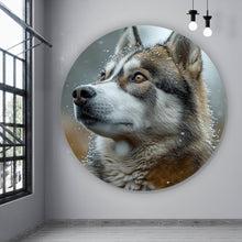 Lade das Bild in den Galerie-Viewer, Aluminiumbild gebürstet Wolf schaut aufmerksam im winterlichen Schneefall Kreis