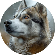 Lade das Bild in den Galerie-Viewer, Aluminiumbild Wolf schaut aufmerksam im winterlichen Schneefall Kreis