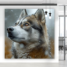 Lade das Bild in den Galerie-Viewer, Aluminiumbild gebürstet Wolf schaut aufmerksam im winterlichen Schneefall Quadrat