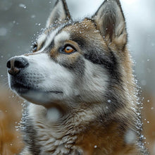 Lade das Bild in den Galerie-Viewer, Spannrahmenbild Wolf schaut aufmerksam im winterlichen Schneefall Quadrat