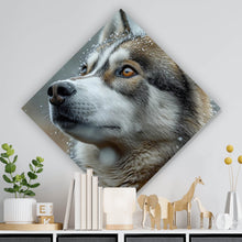 Lade das Bild in den Galerie-Viewer, Aluminiumbild Wolf schaut aufmerksam im winterlichen Schneefall Raute