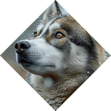 Lade das Bild in den Galerie-Viewer, Aluminiumbild Wolf schaut aufmerksam im winterlichen Schneefall Raute