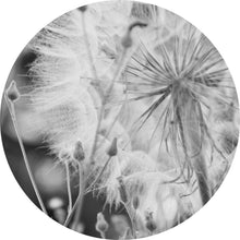 Lade das Bild in den Galerie-Viewer, Aluminiumbild Zarte Pusteblume in schwarz weiß Kreis