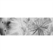 Lade das Bild in den Galerie-Viewer, Aluminiumbild Zarte Pusteblume in schwarz weiß Panorama