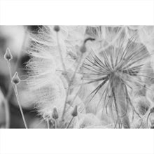 Lade das Bild in den Galerie-Viewer, Aluminiumbild gebürstet Zarte Pusteblume in schwarz weiß Querformat