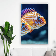 Lade das Bild in den Galerie-Viewer, Aluminiumbild Zwei bunte Fische im klaren Wasser Hochformat
