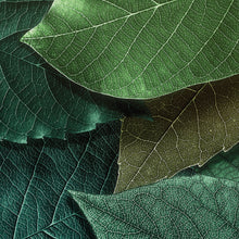 Lade das Bild in den Galerie-Viewer, Poster Green Leafs Quadrat