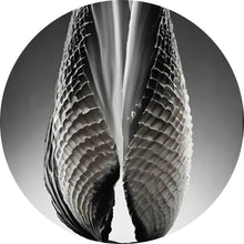 Lade das Bild in den Galerie-Viewer, Aluminiumbild gebürstet Abstrakte Skulptur geöffnete Muschel Kreis