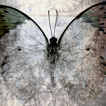 Lade das Bild in den Galerie-Viewer, Poster Grauer Vintage Schmetterling Quadrat