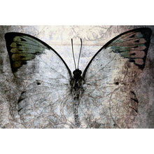 Lade das Bild in den Galerie-Viewer, Leinwandbild Grauer Vintage Schmetterling Querformat