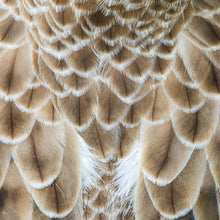 Lade das Bild in den Galerie-Viewer, Leinwandbild Adler Federn Quadrat