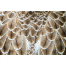 Lade das Bild in den Galerie-Viewer, Spannrahmenbild Adler Federn Querformat