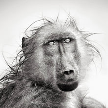 Lade das Bild in den Galerie-Viewer, Leinwandbild Affe im Regen Quadrat