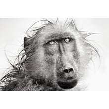 Lade das Bild in den Galerie-Viewer, Aluminiumbild gebürstet Affe im Regen Querformat