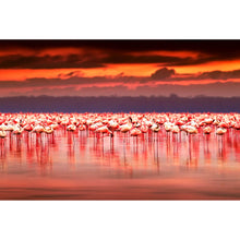 Lade das Bild in den Galerie-Viewer, Spannrahmenbild Afrikanische Flamingos im See Querformat