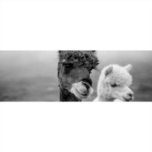 Lade das Bild in den Galerie-Viewer, Acrylglasbild Alpaka Paar Schwarz Weiß Panorama