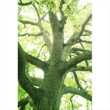 Lade das Bild in den Galerie-Viewer, Poster Alter Baum im Wald Hochformat