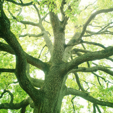 Lade das Bild in den Galerie-Viewer, Poster Alter Baum im Wald Quadrat